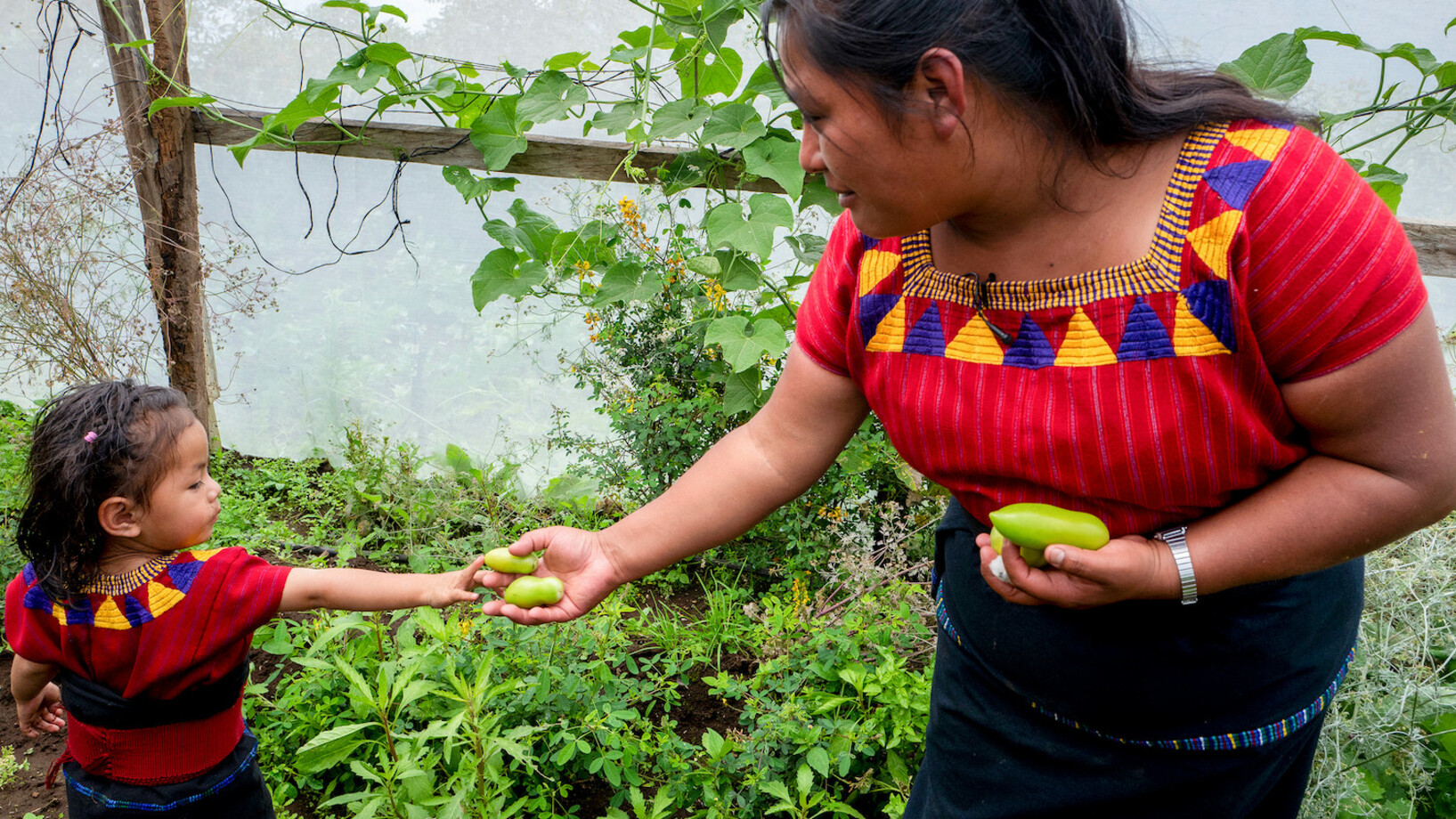 Graciela erntet zusammen mit ihrer Tochter Kimberley die Früchte ihrer Arbeit.