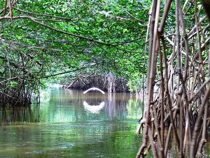 Fluss Estero Real