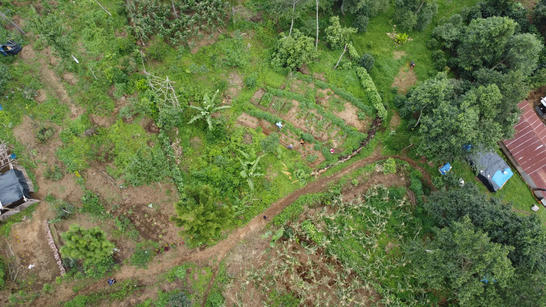 Milpa-Feld und Garten aus der Luftansicht