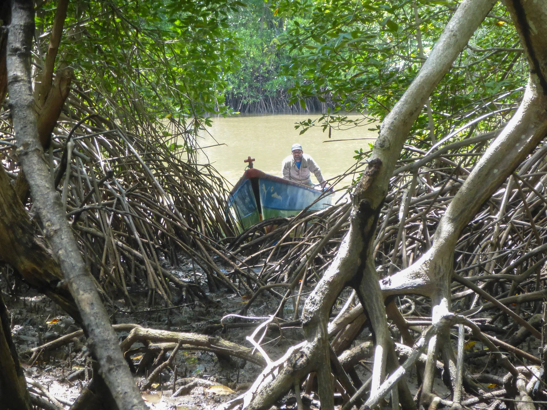 Mangrovenwald, Honduras