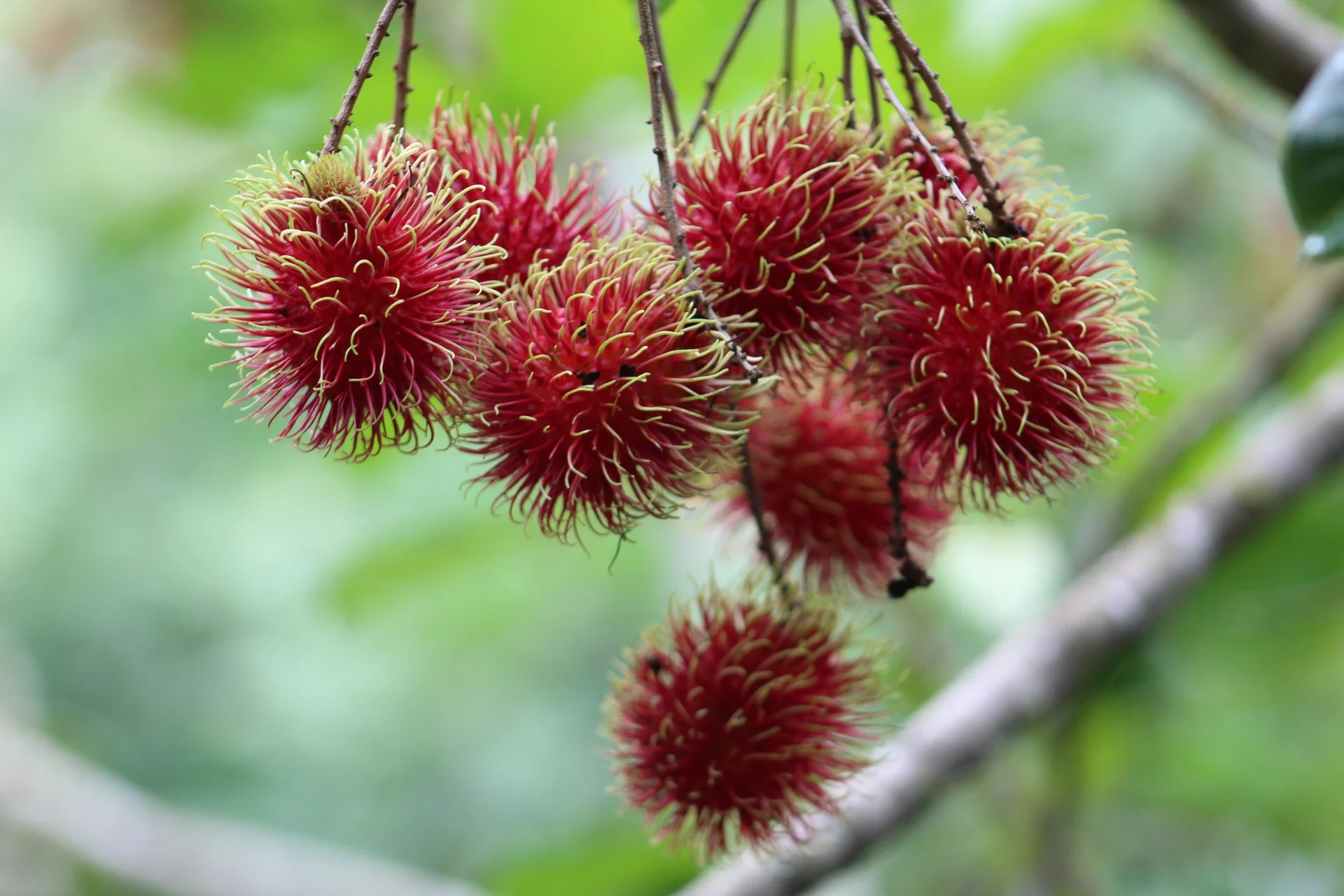 Rambutan