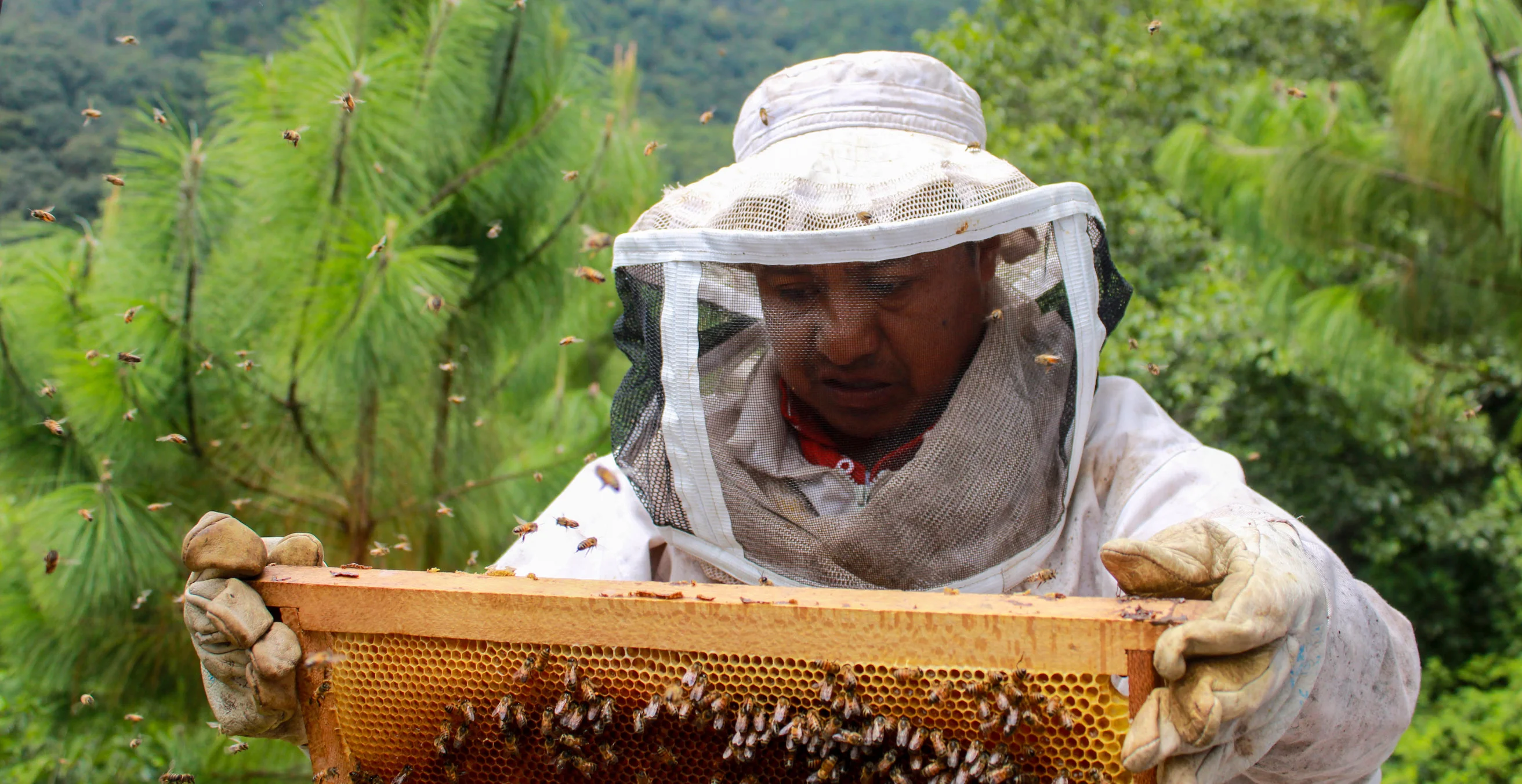 Natur schützen, Bauernfamilien stützen, Guatemala