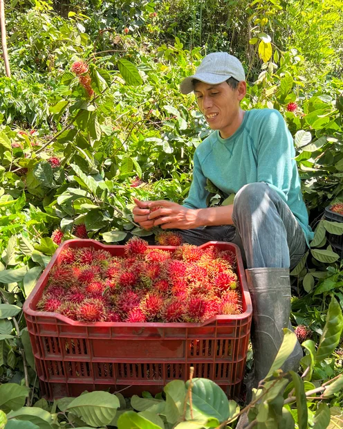 Kleinbauer bei der Rambutan-Ernte