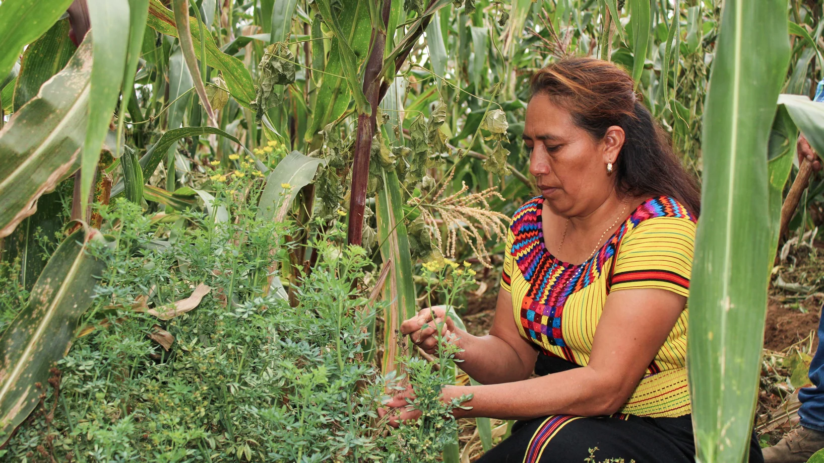 Sistema Milpa, Guatemala